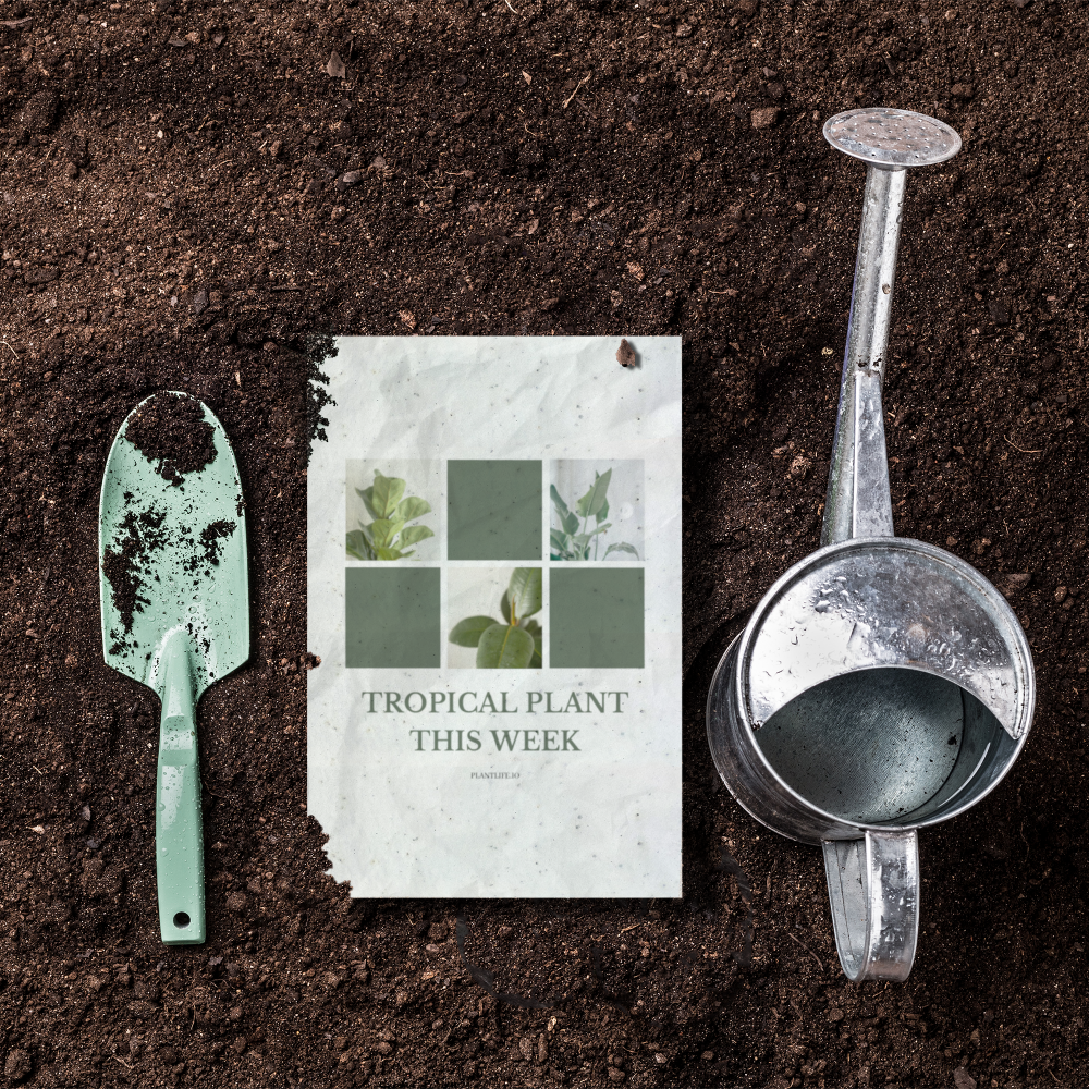 EcoGrwoingCardPDP_Copy_2-1.png